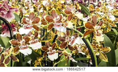 Beautiful orchid in flower. Oncidium hybrid. Cambria.