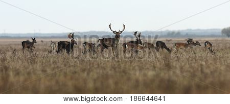 fallow deer large herd big buck with beautiful trophy in the center ( Dama )