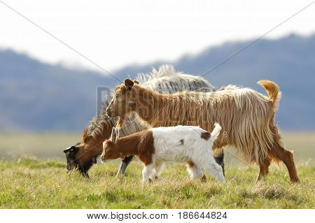 goat family walking on mountain meadow near the farm
