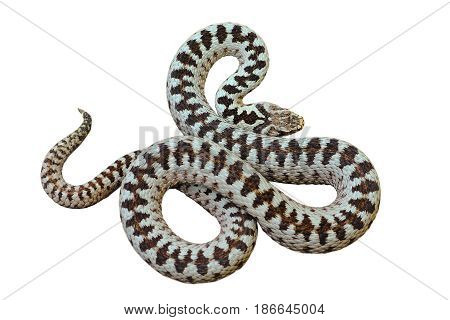 beautiful european common crossed viper ( Vipera berus male ) isolated over white background for your design