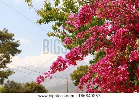 begonvil pink flowers on Kemer summer street wall