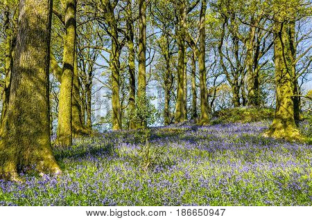 A thick carpet of Bluebells in Northern English deciduous woodland.