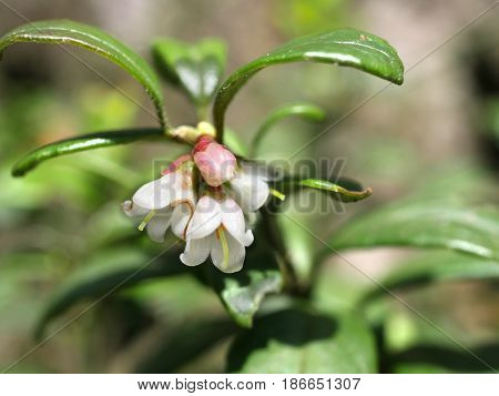 Flower Red Cranberry On A Wald Background