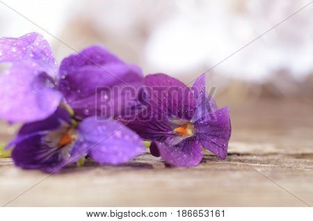 Forest Violaceae covered by dew. First spring flowers shooted close-up with selective focuse. Beautiful abstract spring floral background.