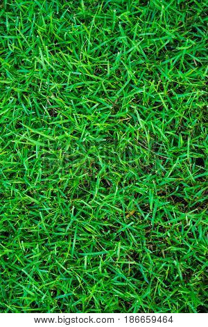 Fresh Green Grass Texture Backgroud