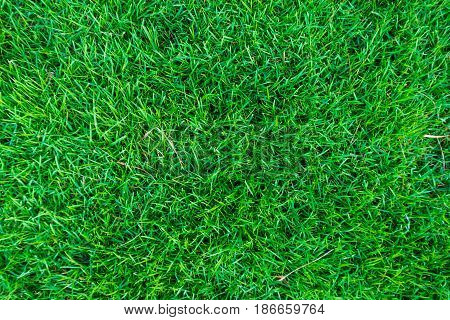 Fresh Green Grass Texture Backgroud