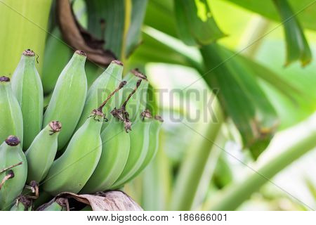 Close up green Raw Bananas. Young green banana on tree. Unripe bananas close up.