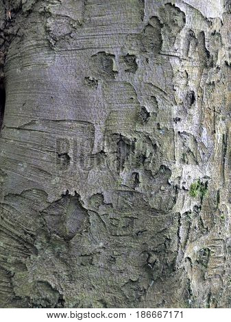 grey sycamore bark on mature woodland tree