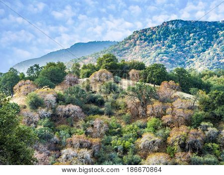 View To Valley In Sequoia National Park