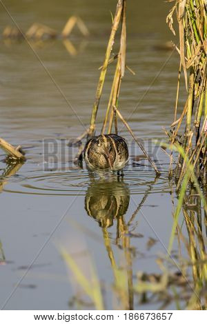 Image of birds are looking for food (Greater Painted-snipe; Rostratula benghalensis) (male). Wild Animals.