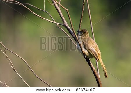 Image of bird (Streak-eared Bulbul; Pycnonotus blanfordi) on the branch on nature background. Wild Animals.