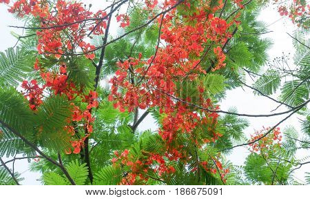 Royal Poinciana (Flame Tree) red colour flower with green leaf on blue sky background. Flower summer of Thailand.