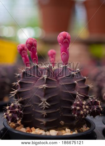 Gymno cactus tree Beautiful nature. (select focus)