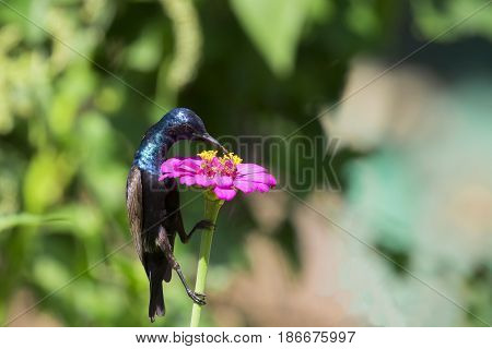 Image of a bird (purple sunbird) perched on flowers. Wild Animals.