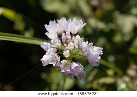 Flowers of a wild rosy garlic plant (Allium roseum)