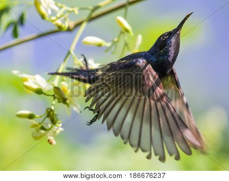 Image of a bird (purple sunbird). Wild Animals.
