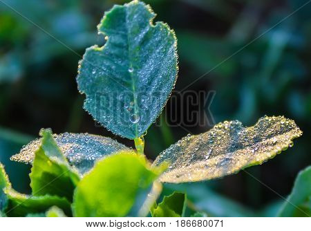 Beautiful drops of morning dew on the green leaves