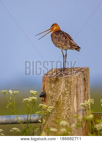Black-tailed Godwit Calling From Post