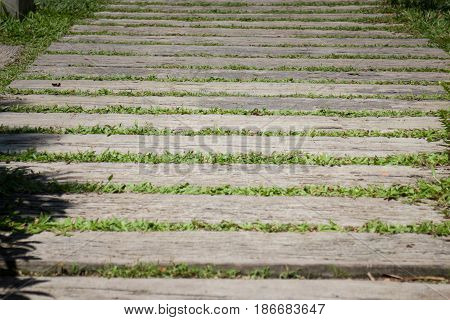Summer Green Grass Step In Garden stock photo