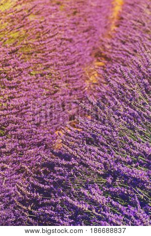 Lavender field with bloomig flowers close up, France, retro toned
