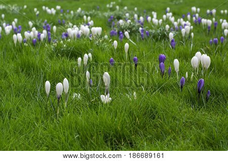Greensward with spring white and violet flowers