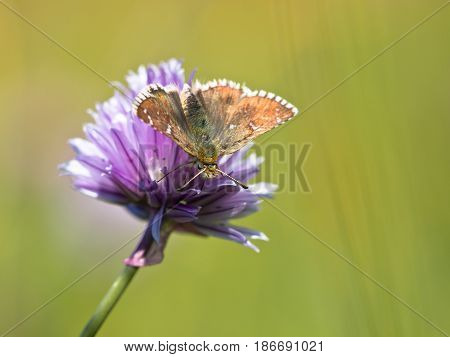 Butterfly Warming Its Wings In The Sun