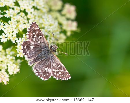 Butterfly Warming Its Wings In The Sun