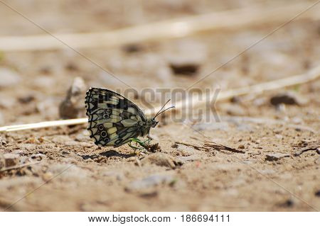 Melanargia galathea. Marbled white butterfly in natural habitat. Butterfly on the ground.