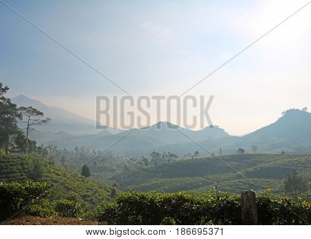 Tea plantation on mountainside of Garut Indonesia at daybreak with mountains in the background and mist in the air