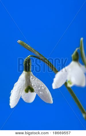snödroppe blommor på blå bakgrund, grunt DOF