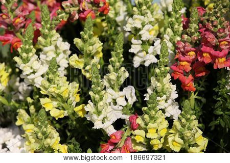 Bright colorful multicolored flowers Thailand Southeast Asia