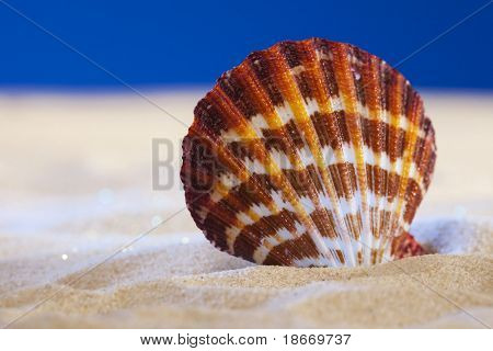เปลือกหอยขนาดใหญ่และหาดทรายจริงบนพื้นหลังบีสตูดิโอสีคราม สีต่าง ๆ ของแสง