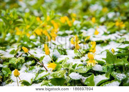 blooming flowers in snow in spring park, anomaly weather