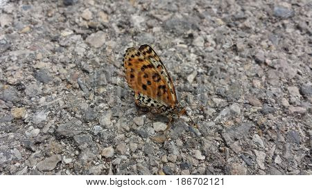 Black and orange butterfly on gray asphalt