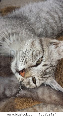 Close-up pic of a light gray cat stuck half asleep