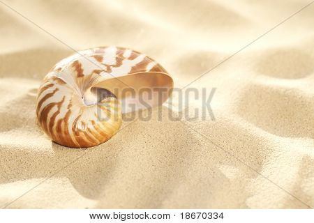 pieni nautilus shell rannalla hiekkaa ja trooppinen golden sun kevyt, matala dof