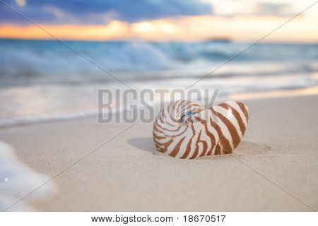 Nautilus shell meren rannalla auringonnousun. matala dof