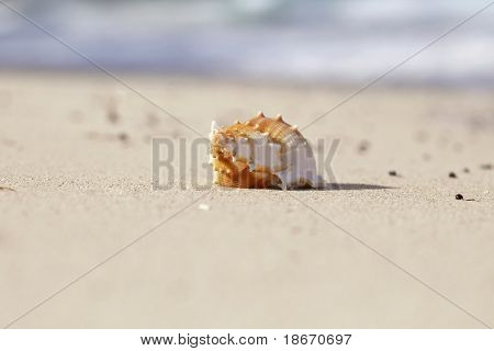  Seashell bursa på havet strandsand, lavvandede dof