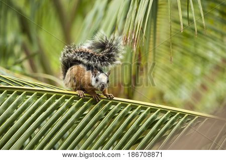 Variegated tree squirrel sits on a palm branch in the tropical rain forest