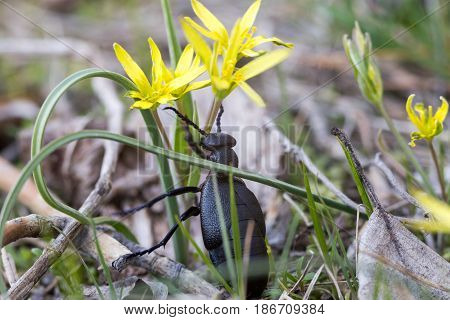 Fat black beetle is female European Oil beetle or Meloe proscarabaeus. Insect can damage the skin by poisonous secretion