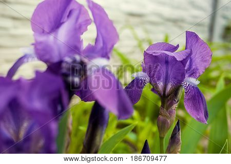 beautiful purple flowers irises growing along the road