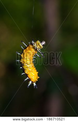 Callizygaena Ada (zygaenidae) Caterpillar