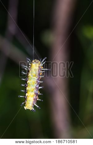 Callizygaena Ada (zygaenidae) Caterpillar