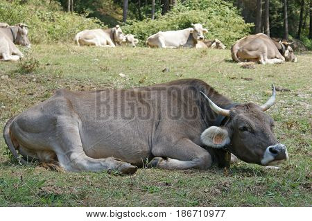 Wild cows stretched out in the meadow.