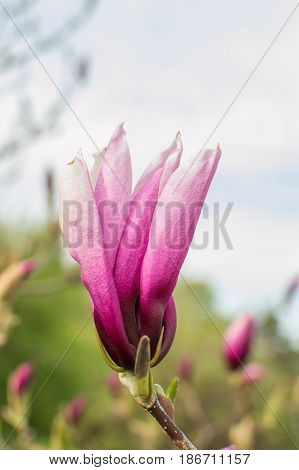 Pink Magnolia, View Of Blooming Flowers On Sunny Day