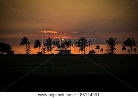 Cuban Sunset in Havana with palm trees and hut