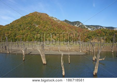 Autumn colours on the forested hillsides surrounding Laguna Verde in Conguillio National Park in Araucania, southern Chile. Stumps of dead trees in the foreground.