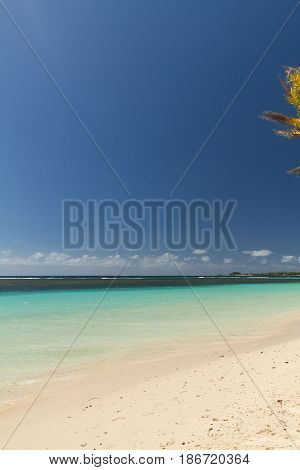 green coconut palm tree leaves above crystal blue sea