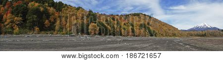 Conguillio National Park in southern Chile. Lake shore of Lago Conguillio surrounded by autumn trees. Snow capped peak of Volcano Llaima (3125 meters) in the background.