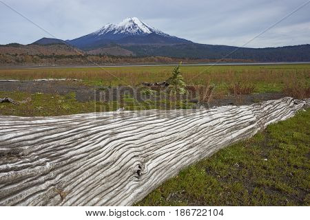 Snow capped peak of Volcano Llaima (3125 meters) in Conguillio National Park in southern Chile. Remains of dead trees on the shore of Lago Conguillio in the foreground.